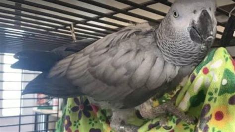 chanel the african grey|chanel the african parrot missing.